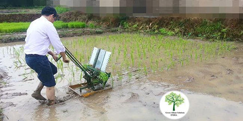 Compact Two-Row Manual Rice Transplanter for Efficient Planting