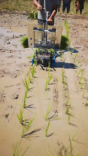 manual paddy transplanter 